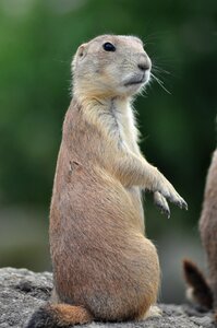 Animals zoo prairie dog