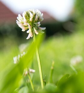 White pointed flower nature