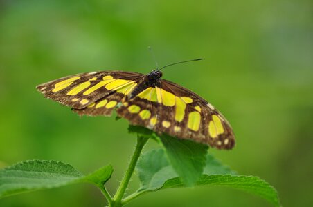 Butterfly zoo butterflies