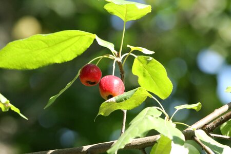 Branch fruit apple tree