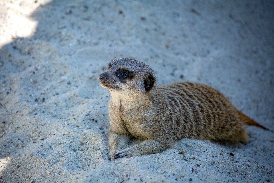 Nature fur animal world