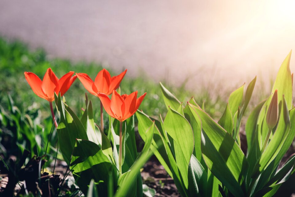 Flowers red flower small tulips