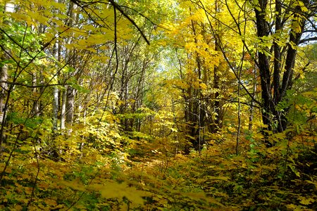 Nature forest autumn photo