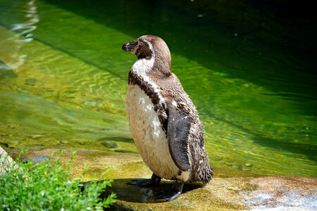 Animal animal world nature