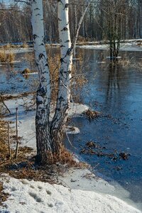 Siberia winter forest photo