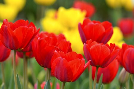 Flowers mushrooming tulip