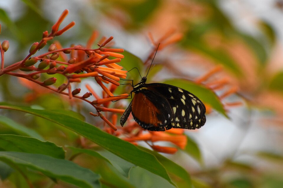 Butterfly zoo animals