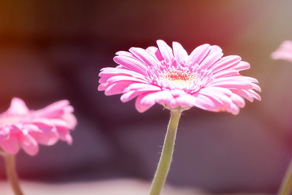 Pink daisy pink flower blossom
