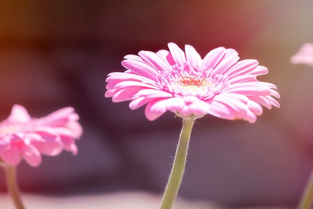 Pink daisy pink flower blossom photo