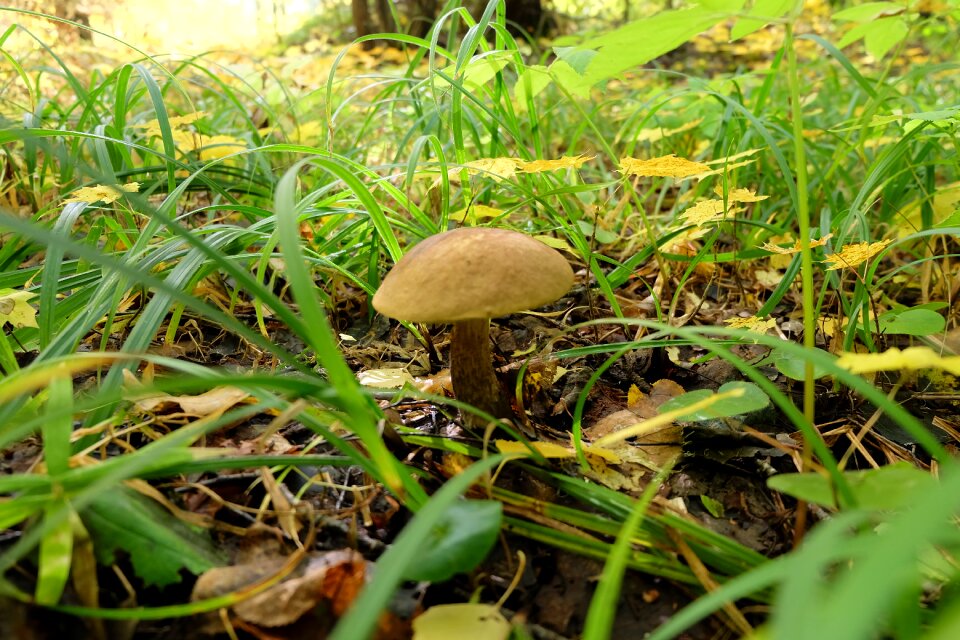 Forest podberjozovik autumn