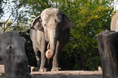 Zoo africa zoo animals photo