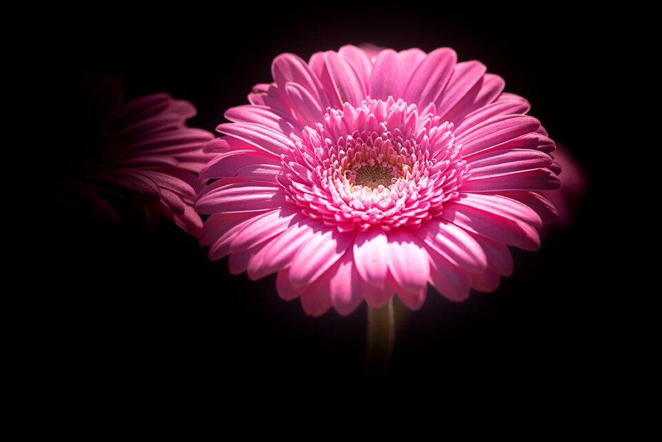 Flower pink flower blossom