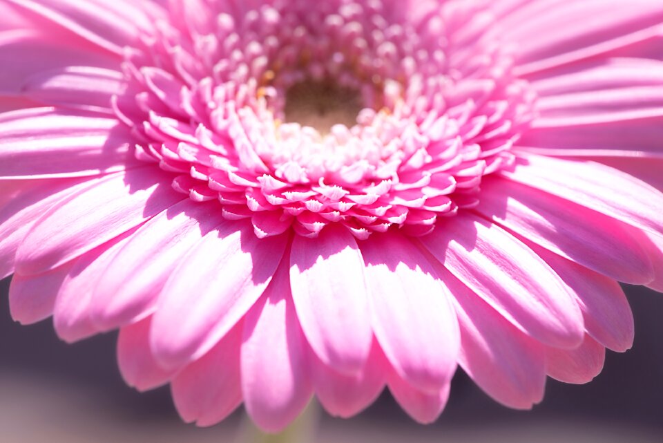 Flower pink flower blossom