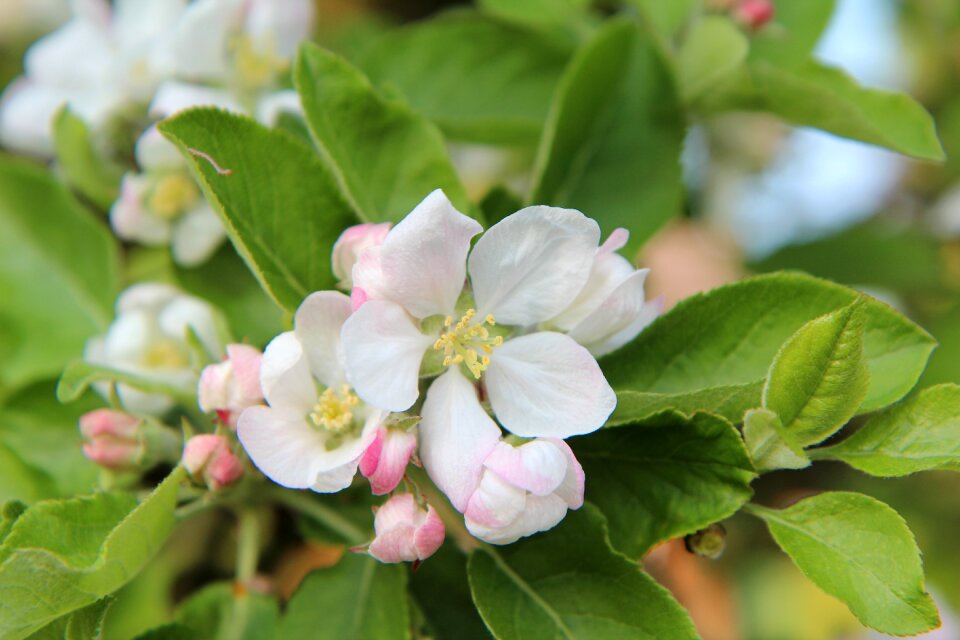 Apple apple blossom Free photos