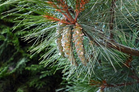 Nature needles softwood photo