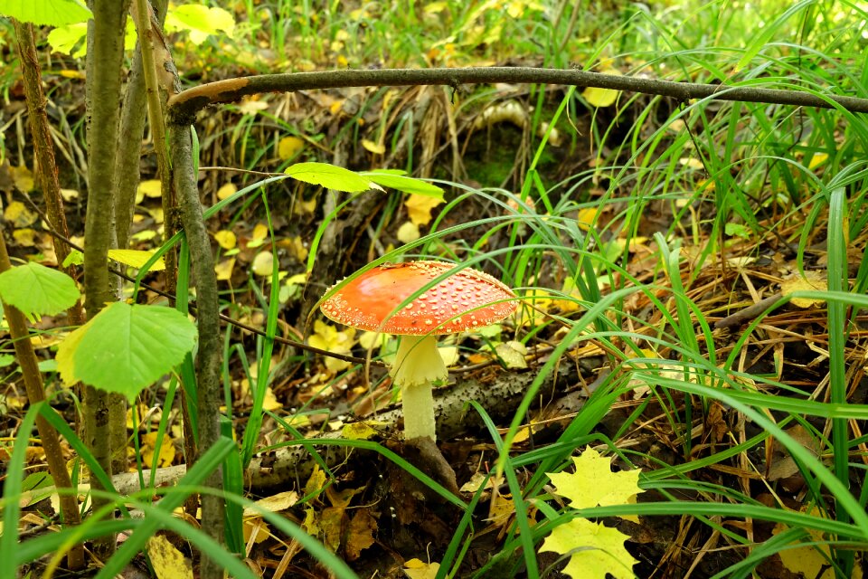 Mushroom autumn amanita