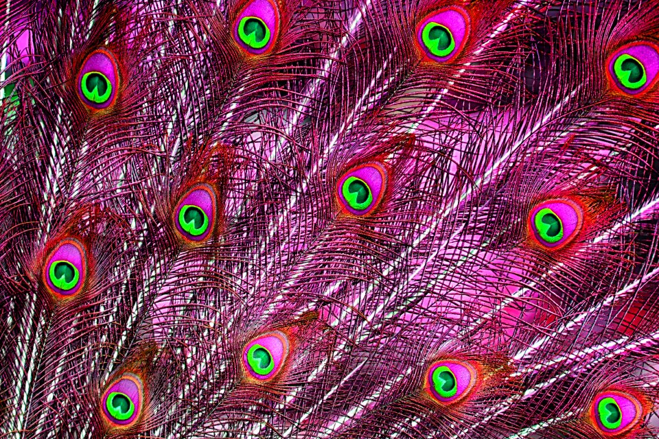 Iridescent animal pride