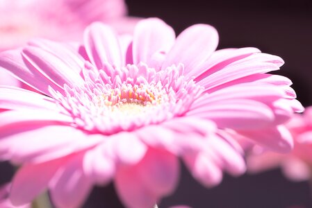 Flower pink flower blossom photo