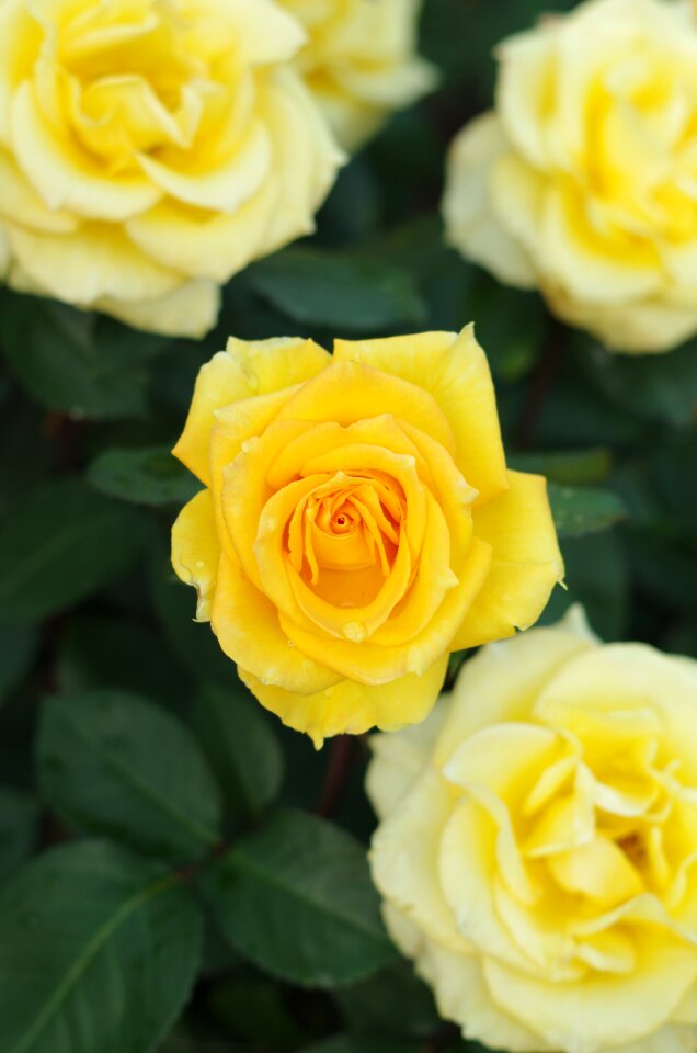 Love yellow flower