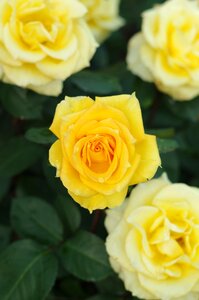 Love yellow flower