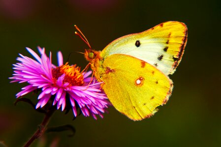 Antennae nozzle animals photo