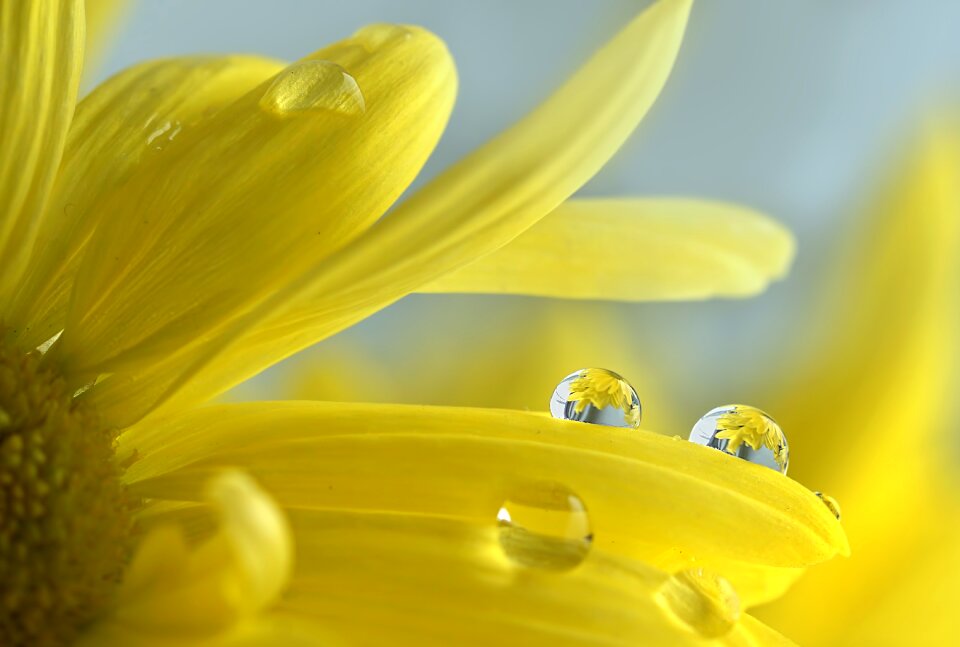 Drops flower garden