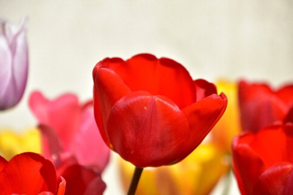 Garden flower elegant