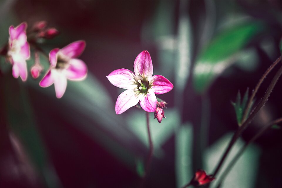 Blossom bloom petals