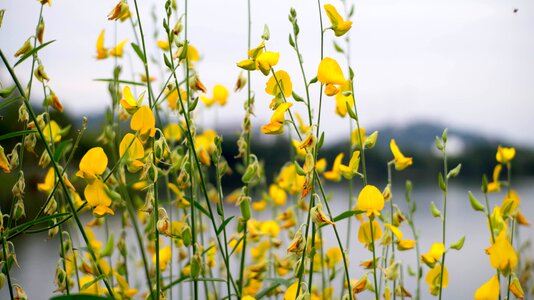 Nature plants blossomed