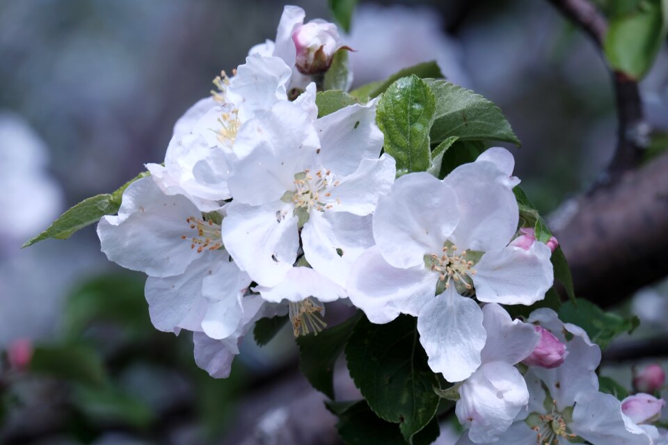 Flowers pear spring