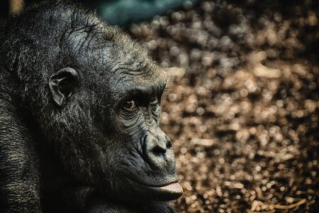Furry omnivore portrait