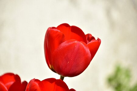 Tulip flowers red tulip