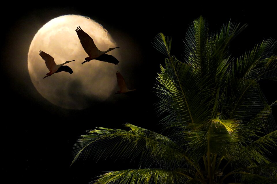 Full moon tree bird