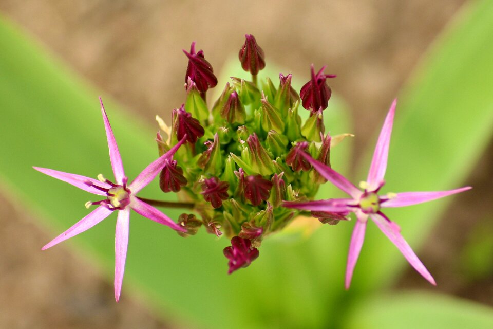 Plant blooming violet