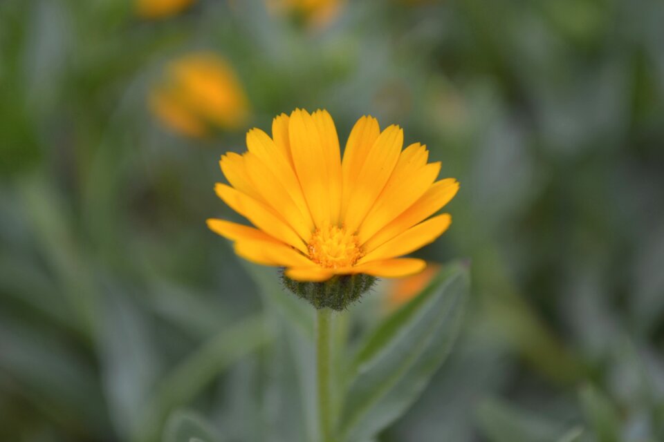 Ochre natural plant