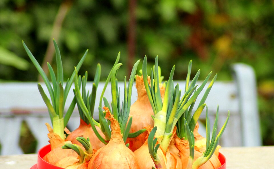Vegetables food health
