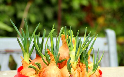 Vegetables food health