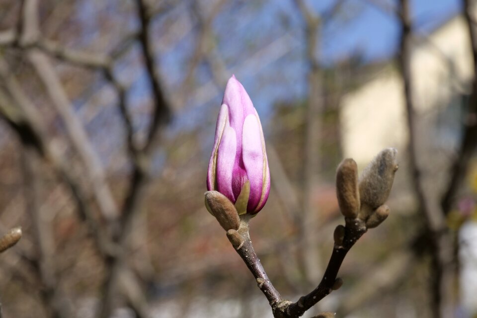 Magnolia bud spring season photo
