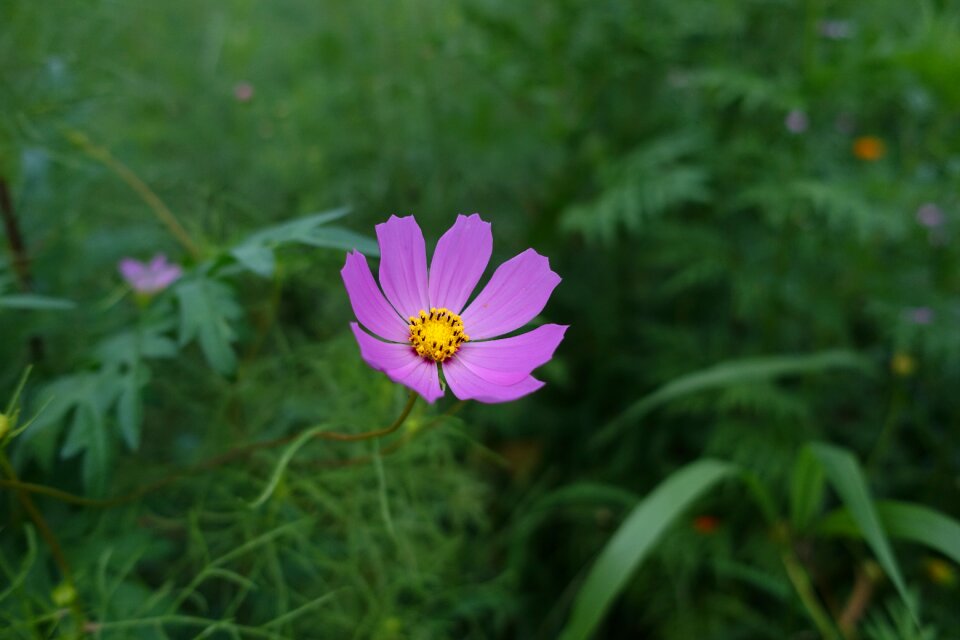 Plants flowers cosmos