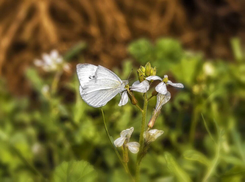 Insect wild flower pose