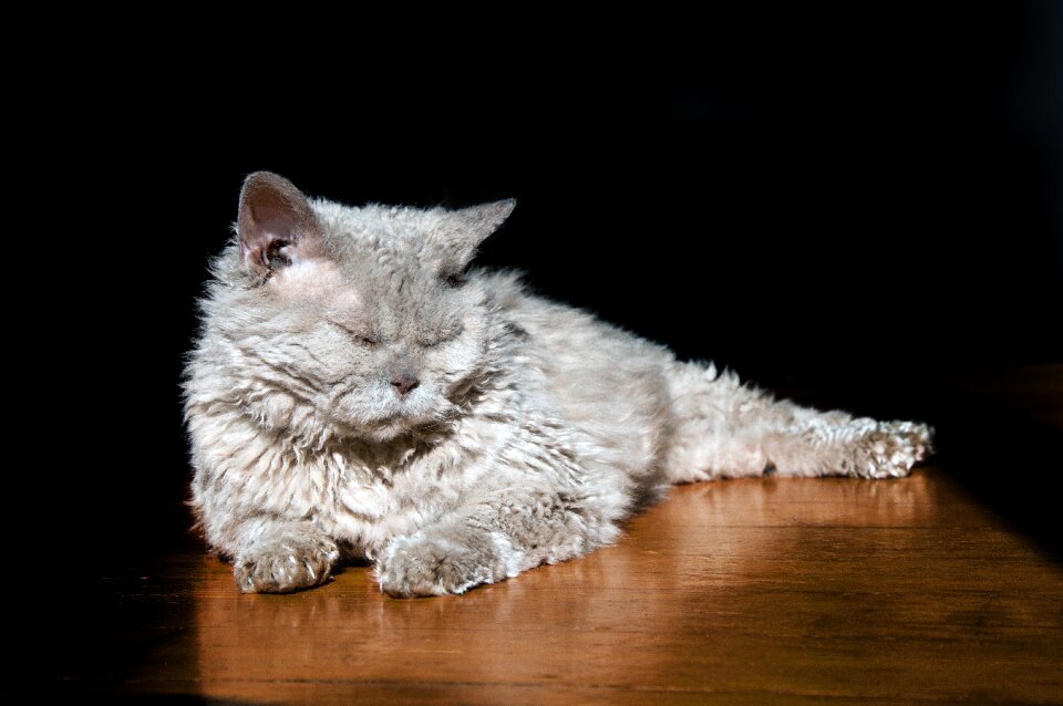 Selkirk rex lilac ground