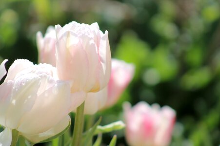 Flowers bloom tulips photo