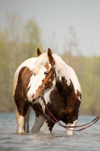 Horse pinto head photo