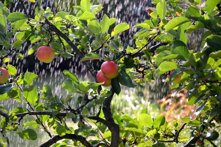 Apple irrigation background irrigation
