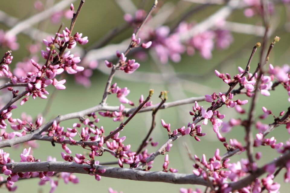 Branches bokeh blur