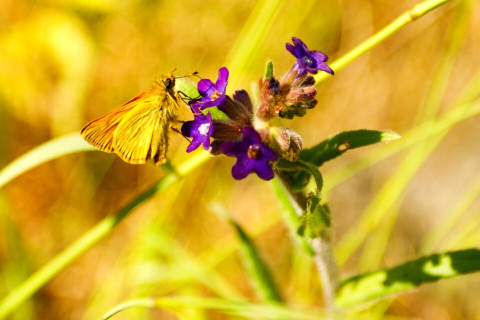 Nature insect public record