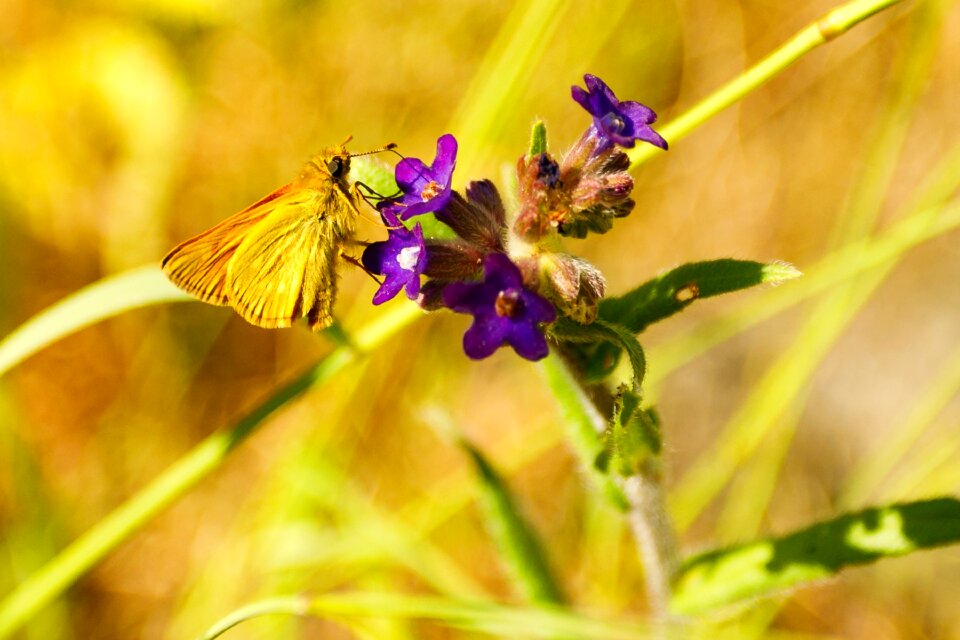 Nature insect public record photo