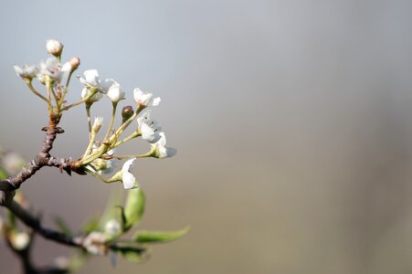 Branch tree white photo