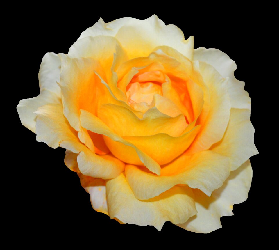 Bloom yellow close up