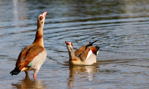 River water bird bird